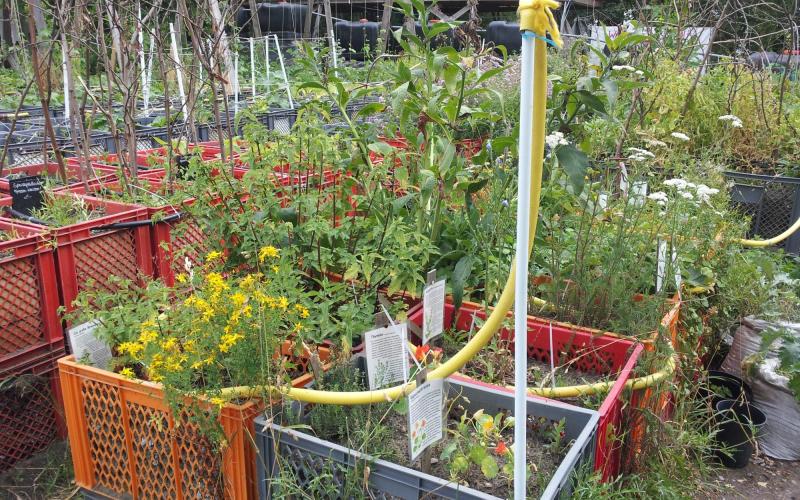 Bewässerung für Urban Gardening